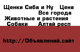 Щенки Сиба и Ну › Цена ­ 35000-85000 - Все города Животные и растения » Собаки   . Алтай респ.